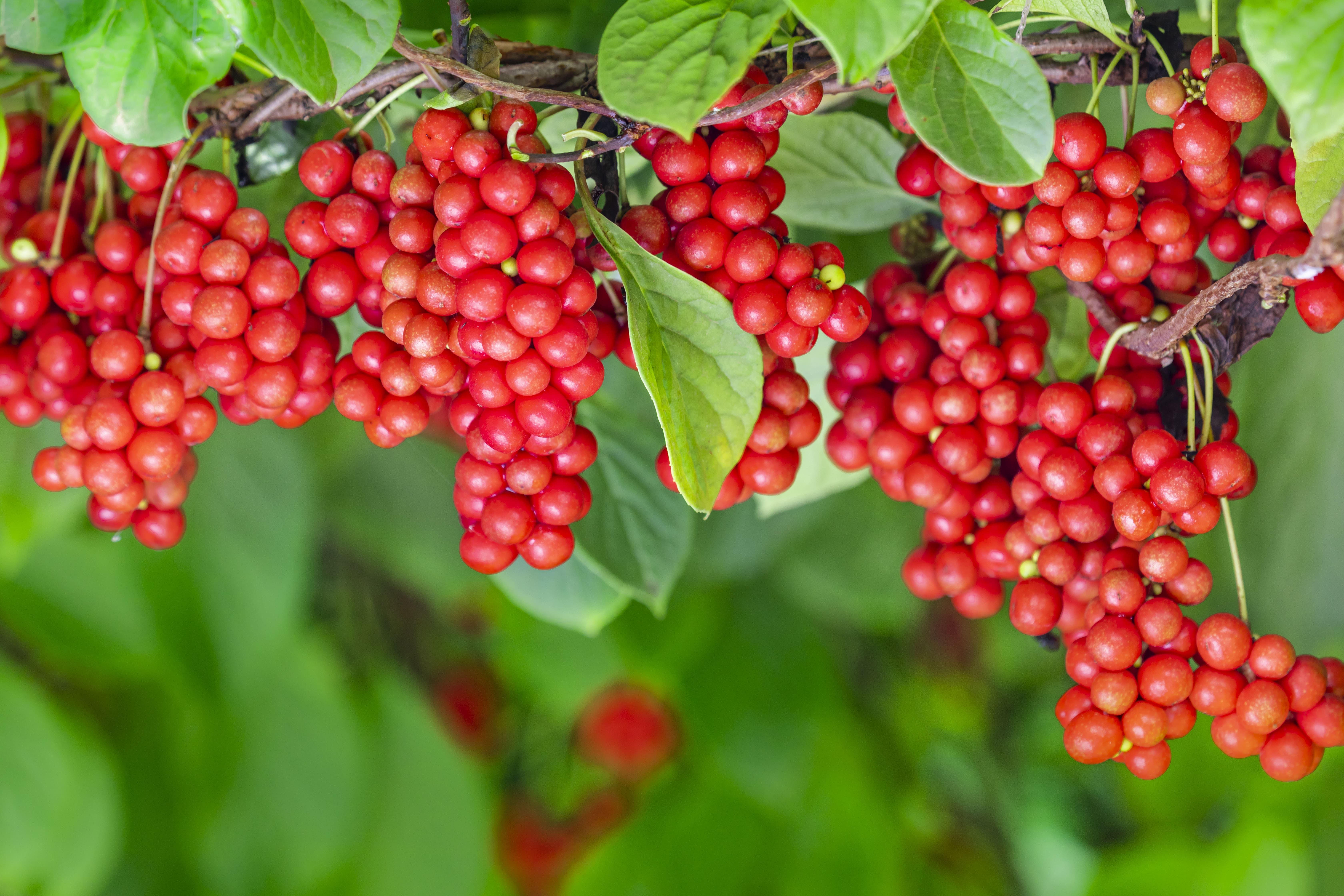 새콤달콤 진안 오미자