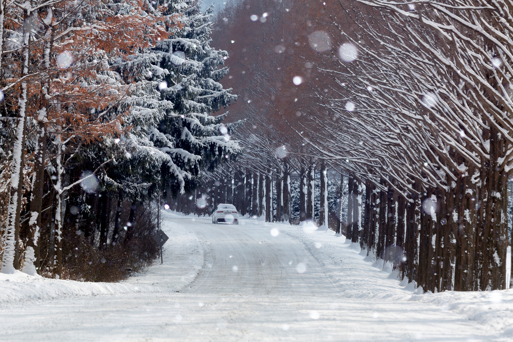 부귀면 메타세쿼이아길